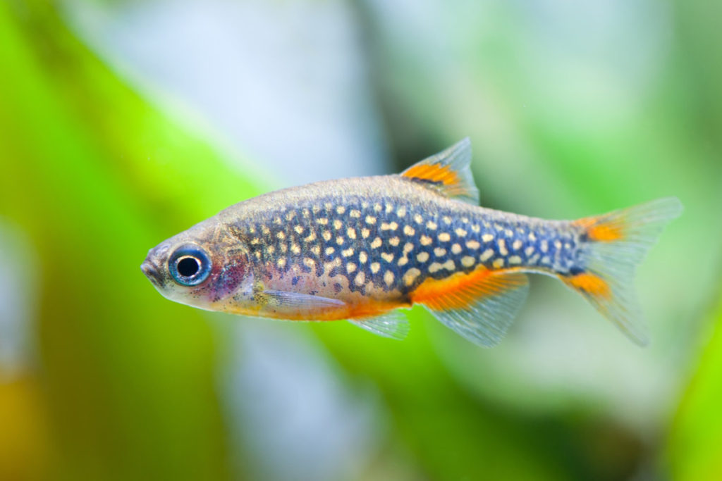 bouwer congestie Outlook 13 Best Fish Species For 10 Gallon Nano Aquarium - Improved Aquariums