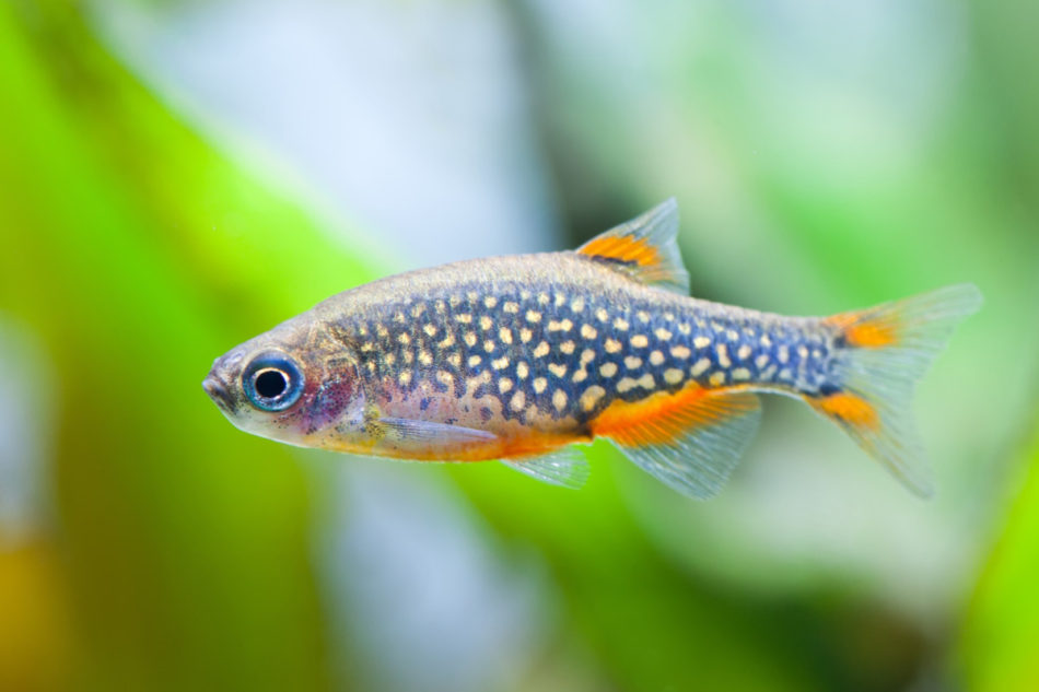 wees onder de indruk kosten Leesbaarheid 13 Best Fish Species For 10 Gallon Nano Aquarium - Improved Aquariums